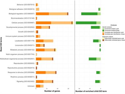 Genetic Variations and Differential DNA Methylation to Face Contrasted Climates in Small Ruminants: An Analysis on Traditionally-Managed Sheep and Goats